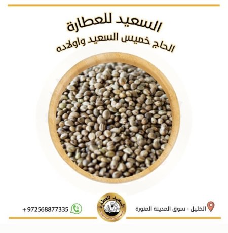 بذور الجرجير