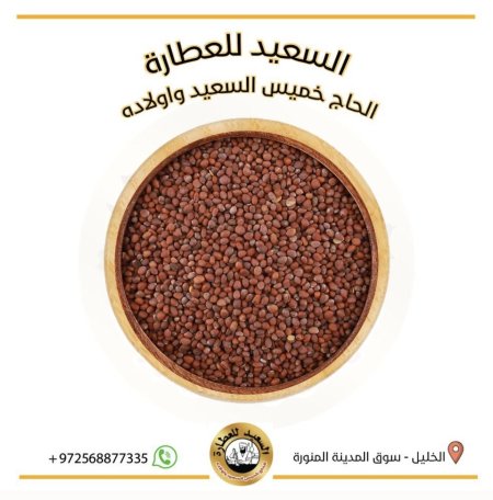 بذور الفجل